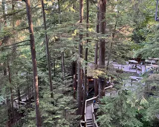 Tall conifer trees surround wooden walkways and small treehouse-like structures in a dense forest.