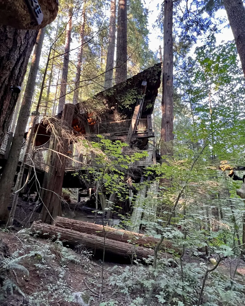 A weathered wooden structure covered in moss and branches stands among tall trees in a dense forest.