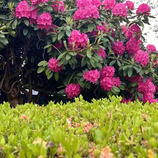 Bright pink flower clusters bloom among broad green leaves above a low hedge.