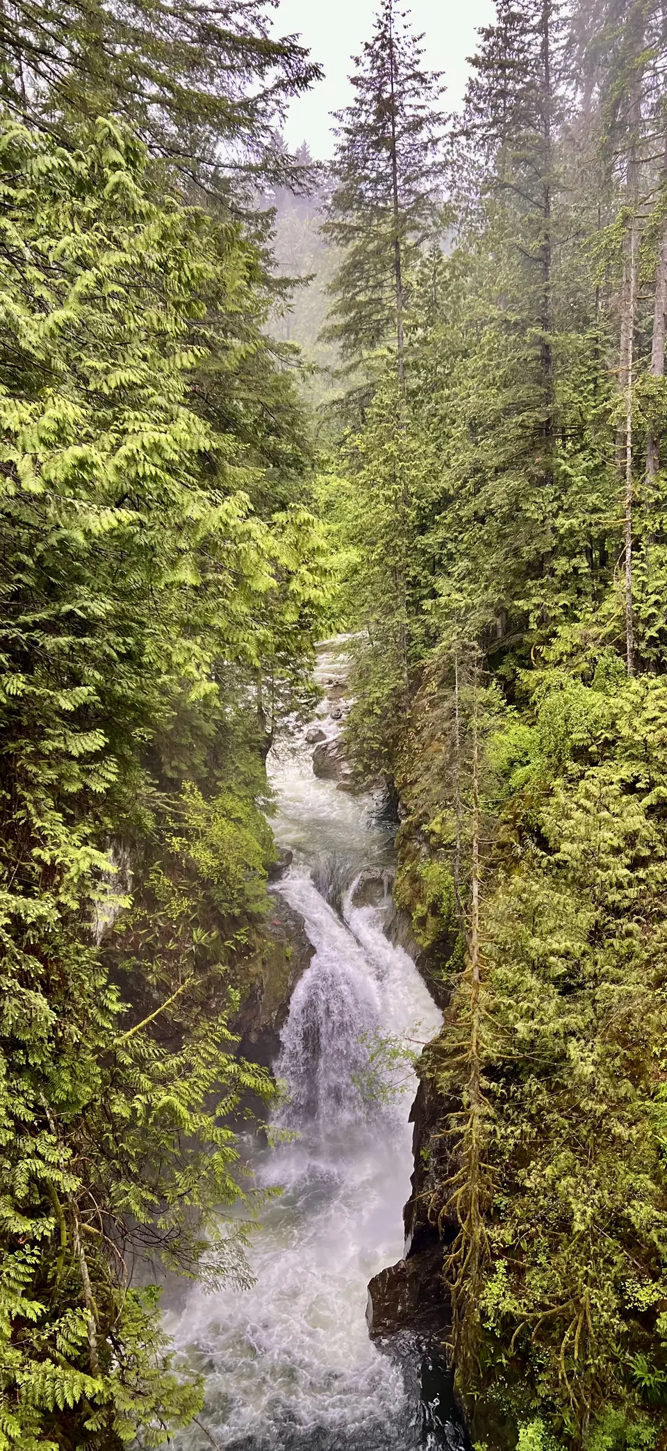 A rushing waterfall tumbles through a narrow rocky gorge surrounded by dense evergreen forest.
