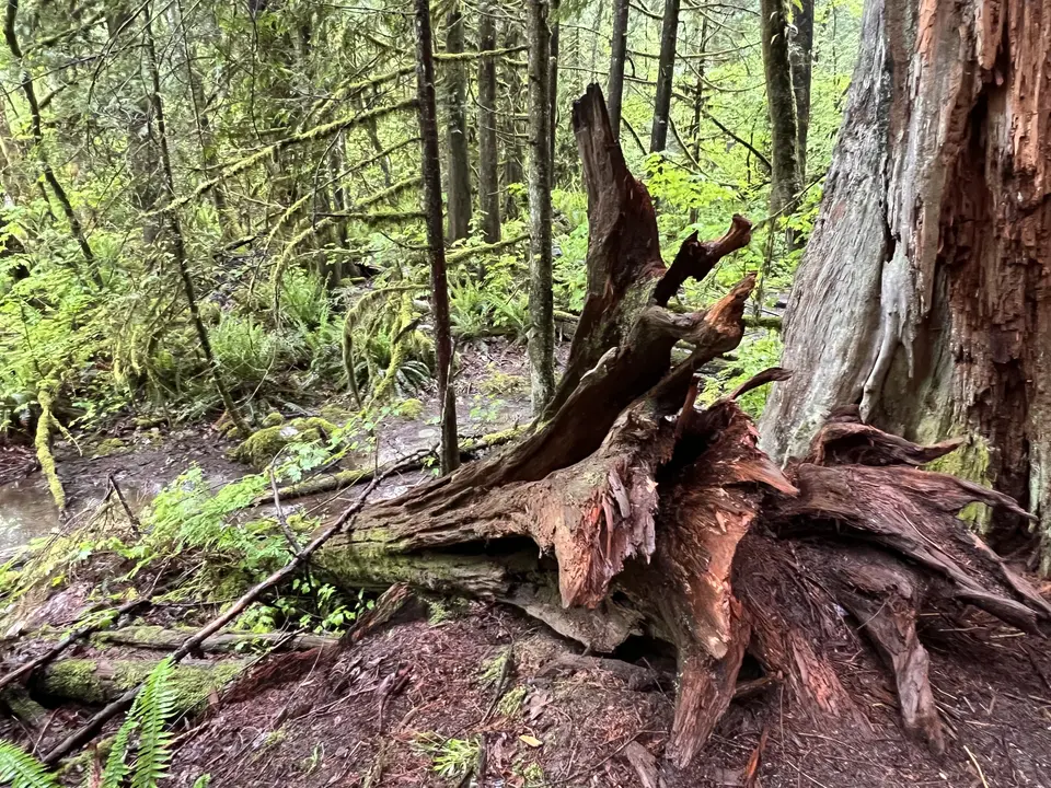 A broken tree stump with splintered reddish wood lies among mossy trunks and ferns in a dense forest.