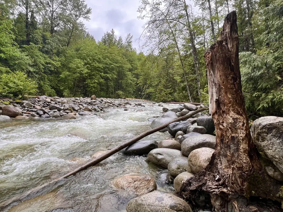 A fast-moving forest stream flows around rounded rocks beside a weathered tree trunk.