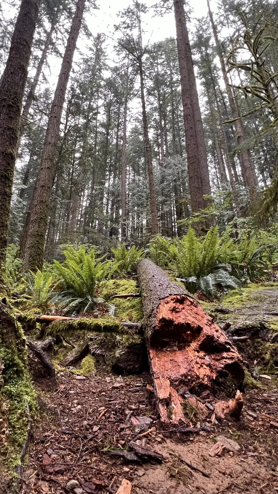A hollow fallen log lies among ferns and moss beneath tall trees in a dense forest.