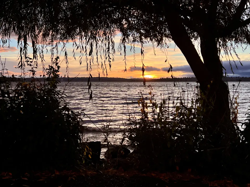 A silhouetted tree and hanging branches frame a sunset over rippling water.