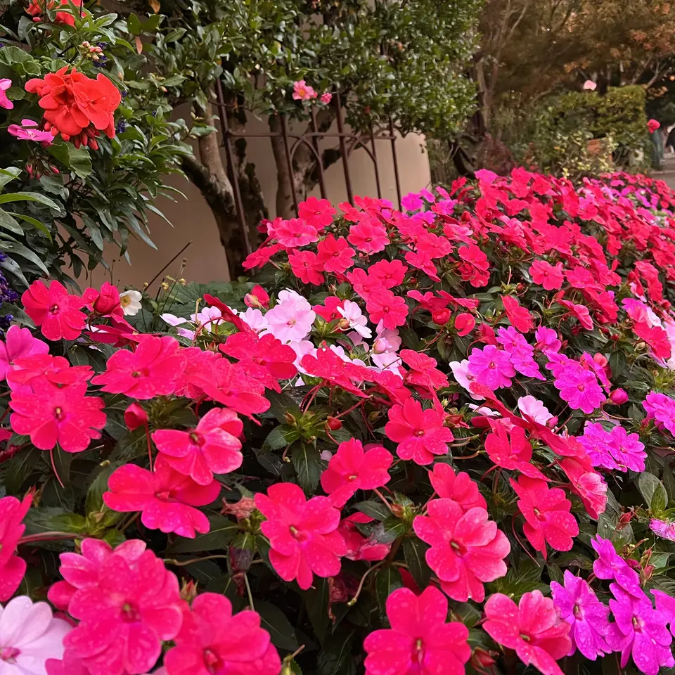A dense bed of vivid pink and red flowers fills a landscaped garden beneath leafy shrubs.