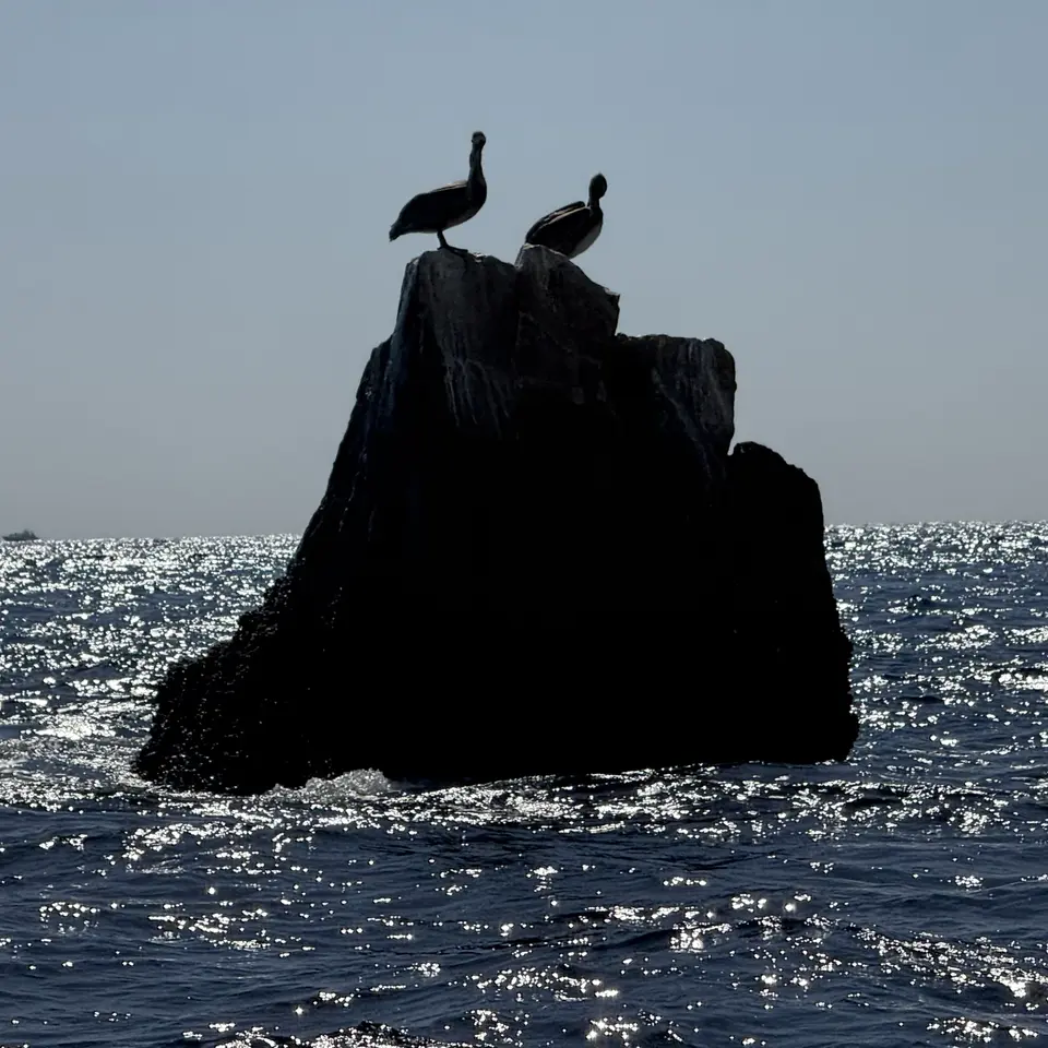 Two silhouetted seabirds perch on a dark rock rising from the sunlit ocean.