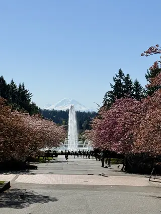 A fountain with pink cherry blossom trees and a snow-capped mountain in the background.