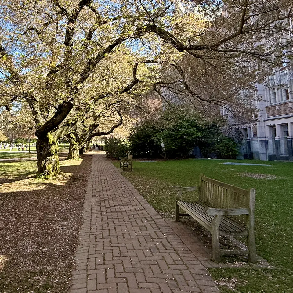 A brick walkway lined with wooden benches runs beneath flowering trees beside a stone building.