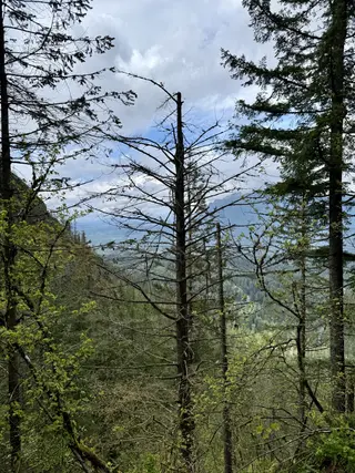 Tall conifer trees and leafy branches frame a distant mountain valley beneath a cloudy sky.