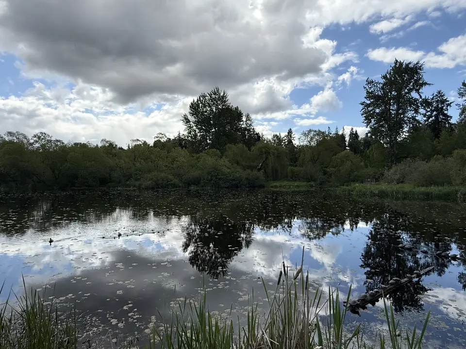 A tree-lined pond reflects a cloudy blue sky, with reeds and a fallen branch along the water's edge.