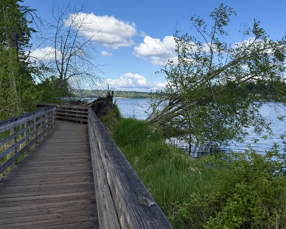 A wooden boardwalk with railings curves beside a grassy lakeshore beneath leafy trees and a blue sky with white clouds.