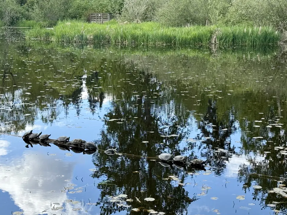 Turtles bask on a partially submerged log in a calm pond surrounded by reeds and reflected trees.