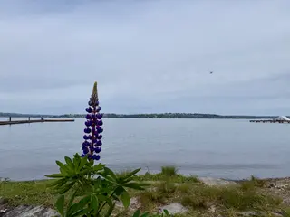 A purple lupine flower blooms beside a calm lake with docks under a cloudy sky.