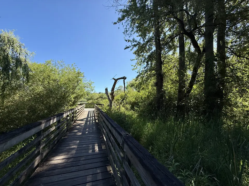 A wooden boardwalk with railings runs through dense green trees and shrubs beneath a clear blue sky.