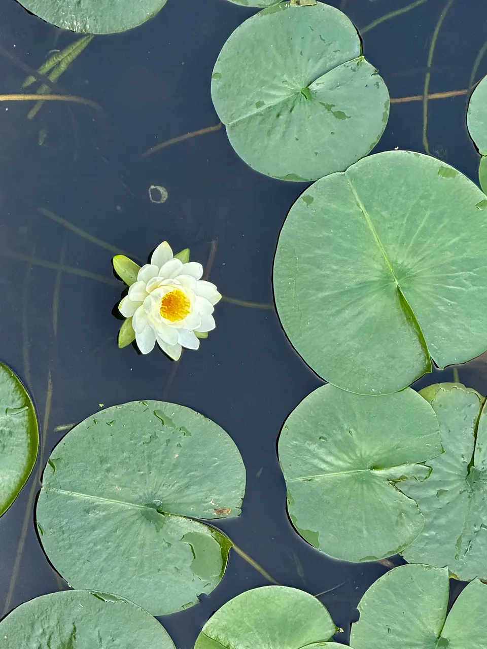 A white water lily with a yellow center blooms among round green lily pads in dark pond water.