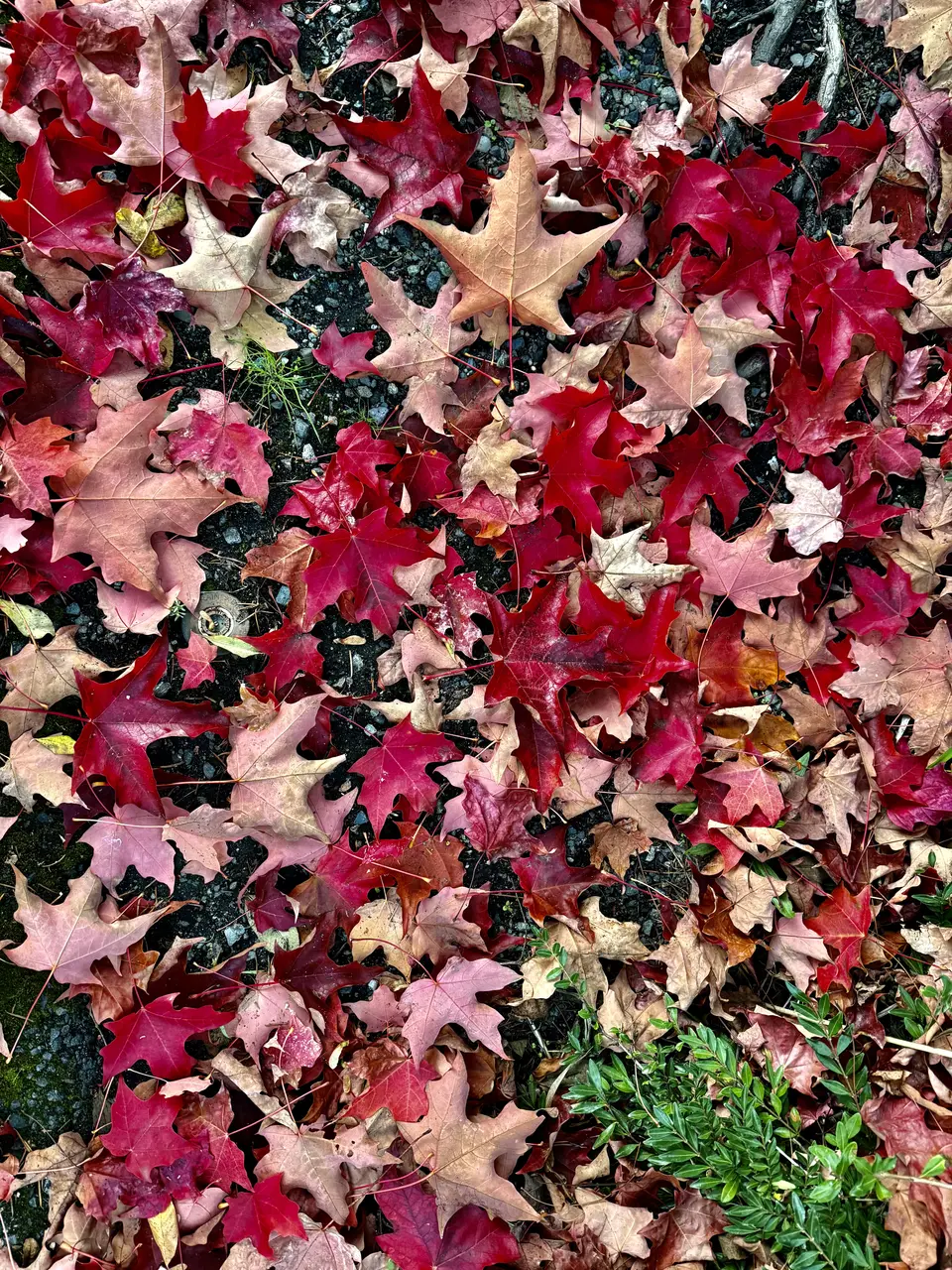 Red, pink, and brown fallen leaves blanket dark gravel beside a patch of green groundcover.