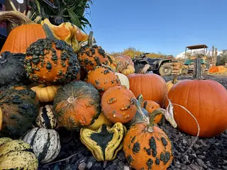 A pile of orange pumpkins and bumpy multicolored gourds sits on gravel beside a tractor under a clear blue sky.