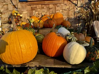 A sunlit display of orange, white, and green pumpkins and gourds sits on a wooden table in front of a shingled wall.