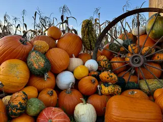 A colorful pile of pumpkins and warty gourds is arranged beside a rusty wagon wheel in front of a cornfield.