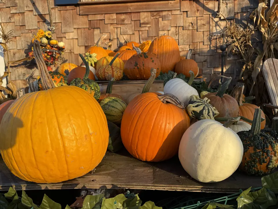 A sunlit autumn display of orange pumpkins, white pumpkins, and assorted gourds sits on a wooden platform before a shingled wall.