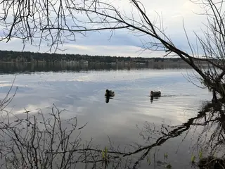 Two ducks float on a calm lake beneath bare overhanging branches, with a forested shoreline in the distance.