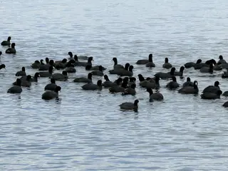 A large flock of dark waterbirds floats together on gently rippling water.