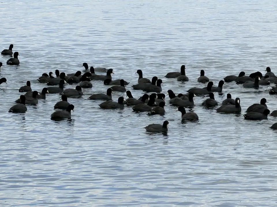 A large flock of dark waterbirds floats together on gently rippling water.