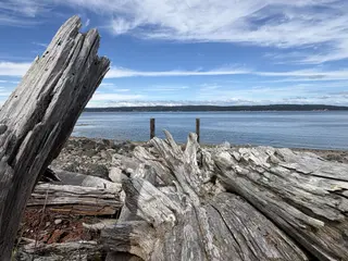 A piece of driftwood on a rocky shore next to a body of water under a blue sky.