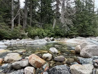 A clear stream flows through a forest with rocks and trees.