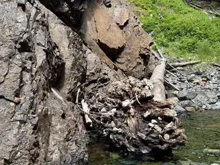 A tree trunk with exposed roots growing out of a rocky cliff next to a stream.