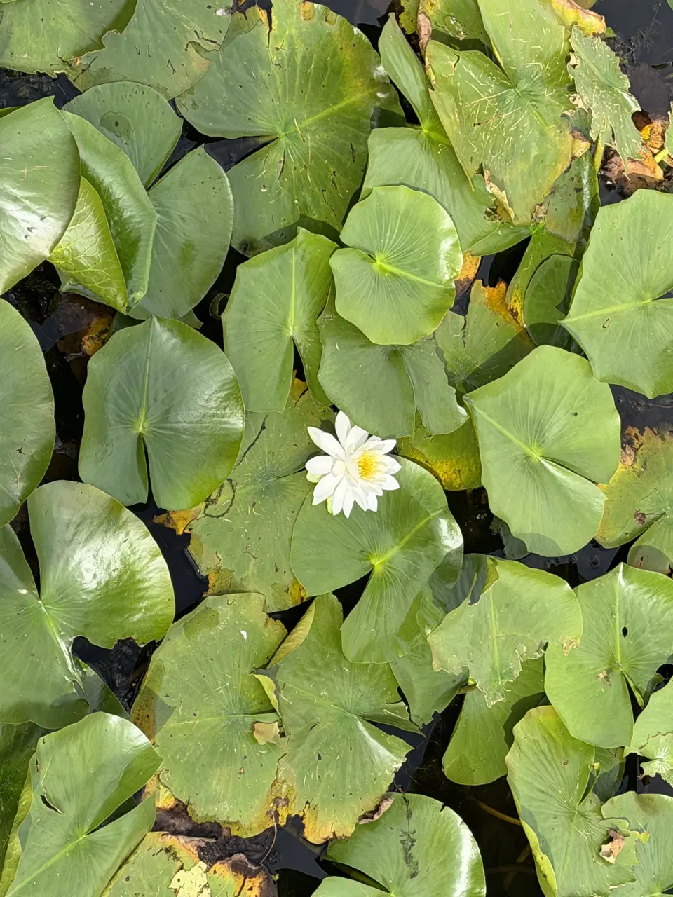 A white flower blooms among green lily pads in a body of water.