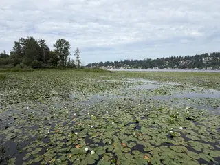 White flowers and green lily pads float on a body of water near trees and houses.