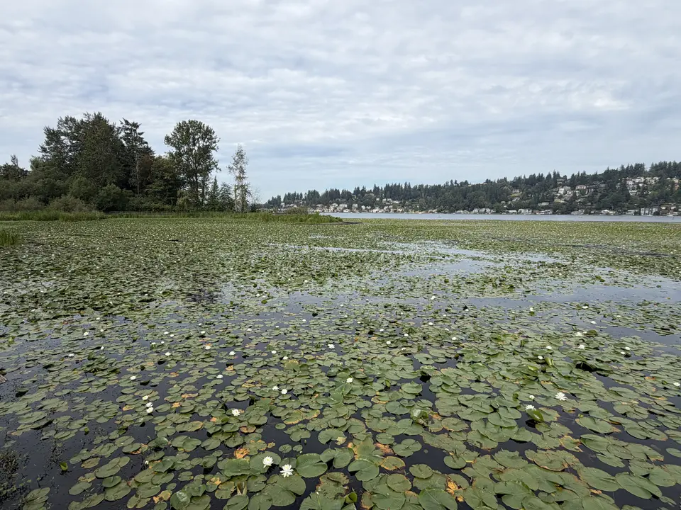 White flowers and green lily pads float on a body of water near trees and houses.