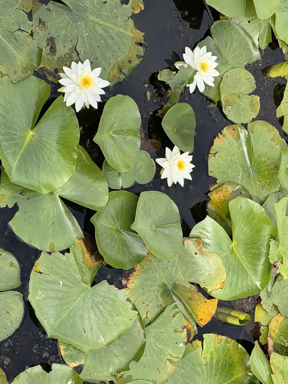 White water lilies bloom among green lily pads on a body of water.