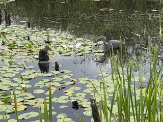 A gray heron standing in a pond with lily pads and reeds.