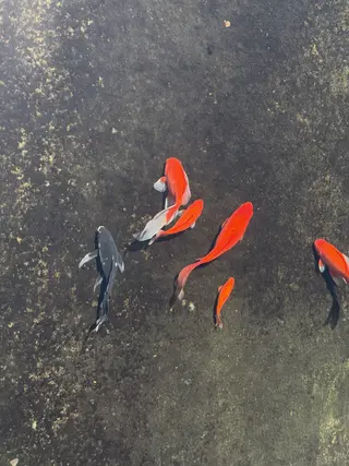 A group of colorful koi fish swimming in a pond.