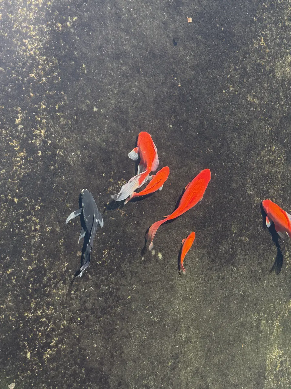 A group of colorful koi fish swimming in a pond.