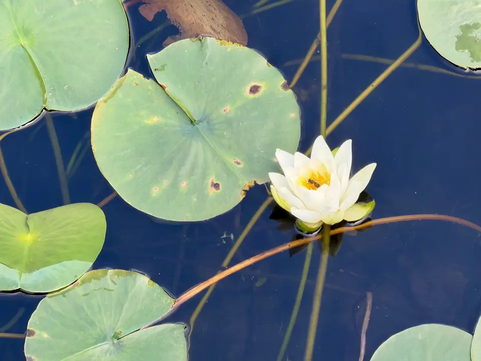 A white water lily blooms among broad green lily pads on dark pond water.