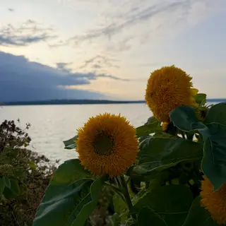 Golden sunflowers with broad green leaves stand beside calm water beneath a cloud-streaked evening sky.
